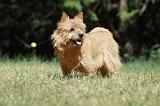 NORWICH TERRIER 094